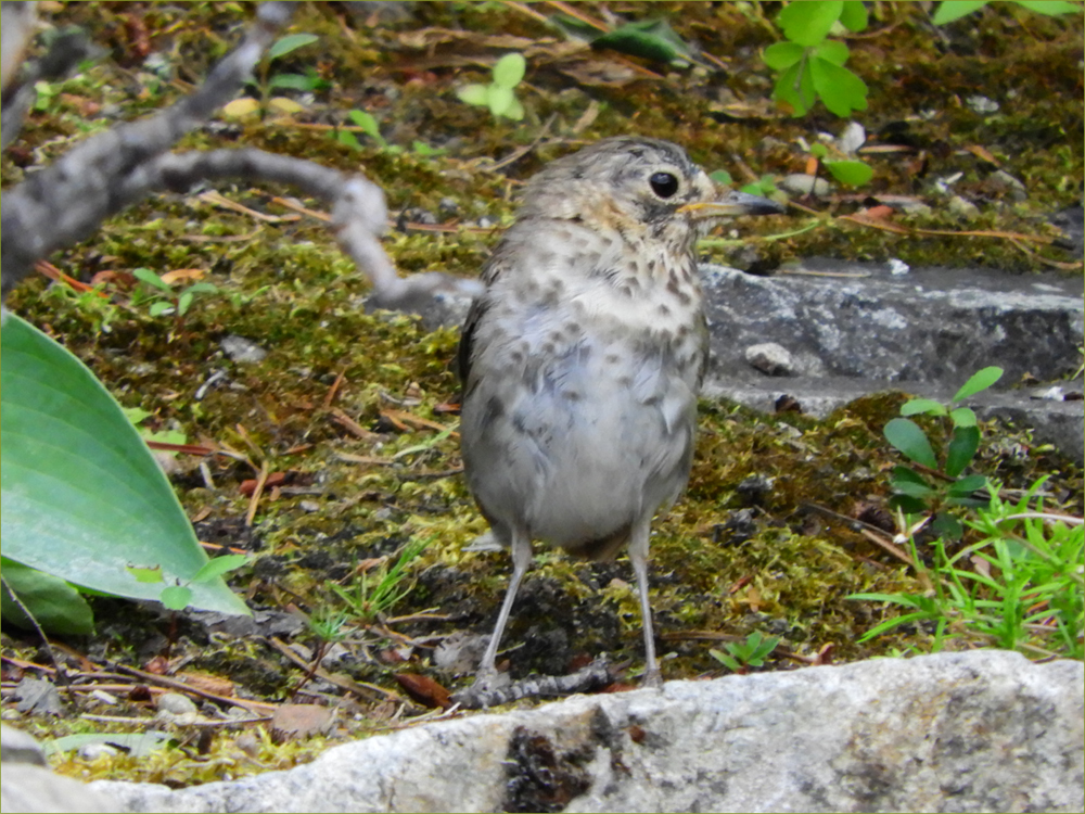 Hermit Thrush (juvenile)