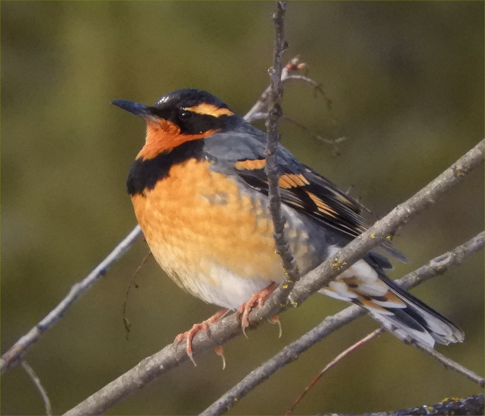 Varied Thrush