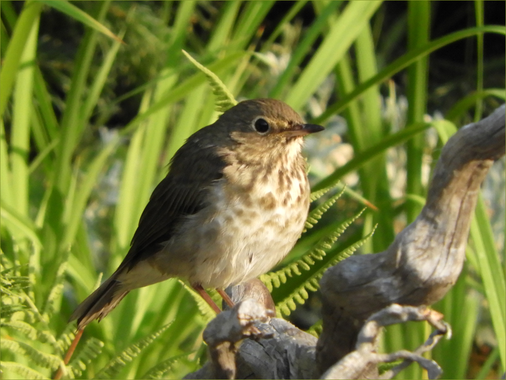 Song Thrush