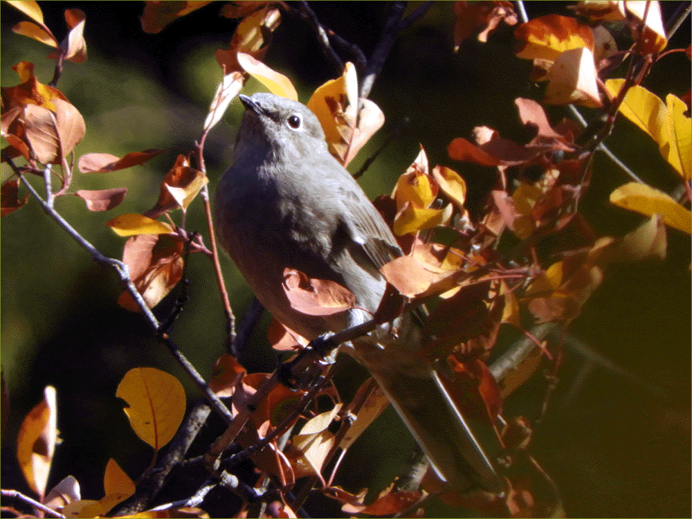 Townsend's Solitaire