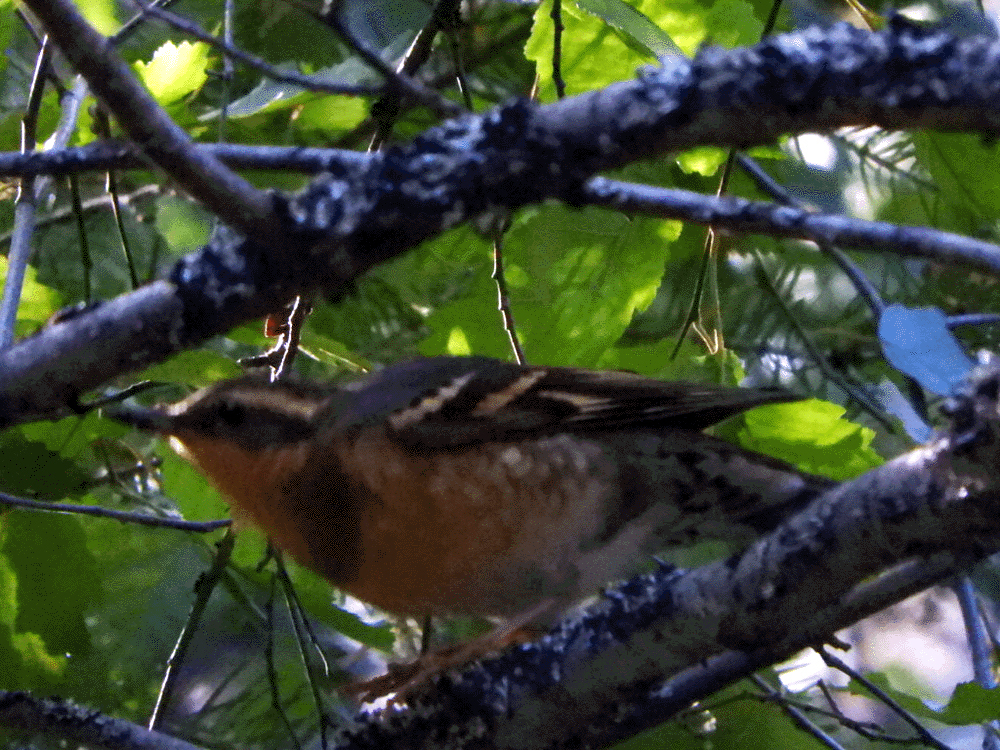 Varied Thrush