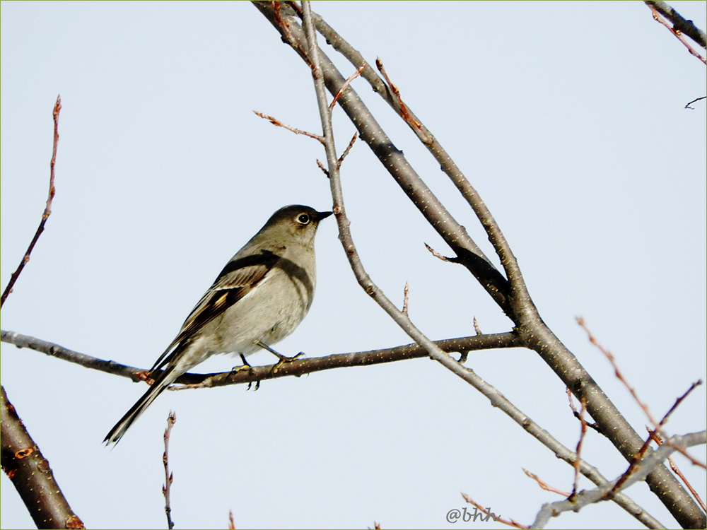 Townsend's Solitaire