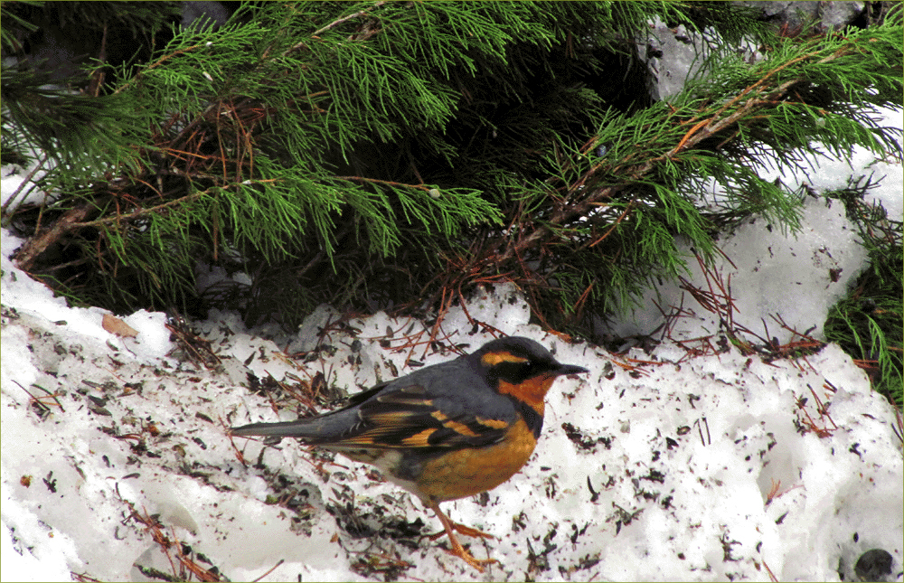 Varied Thrush