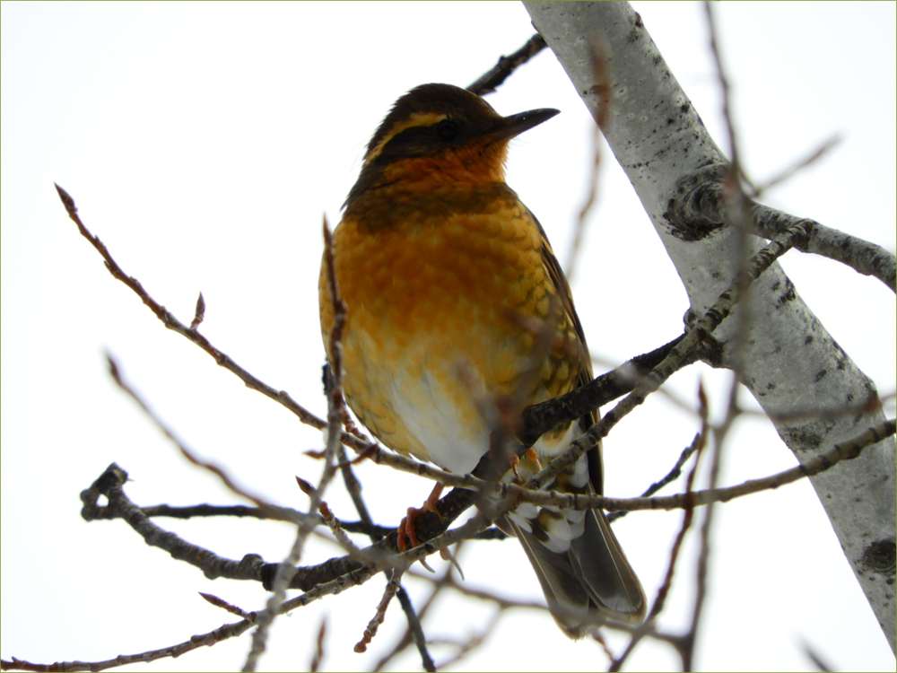 Varied Thrush