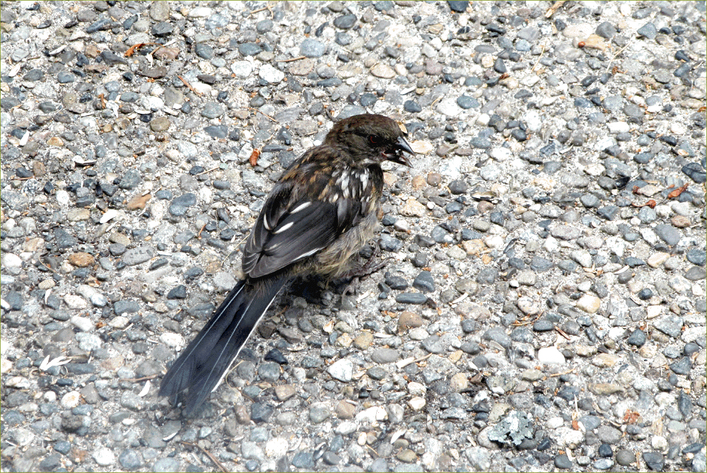 Spotted Towhee (juvenile)