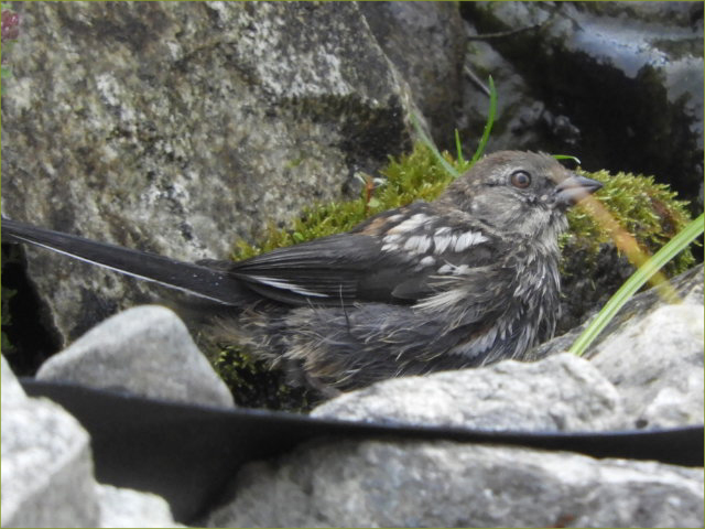 Spotted Towhee (fledgling)