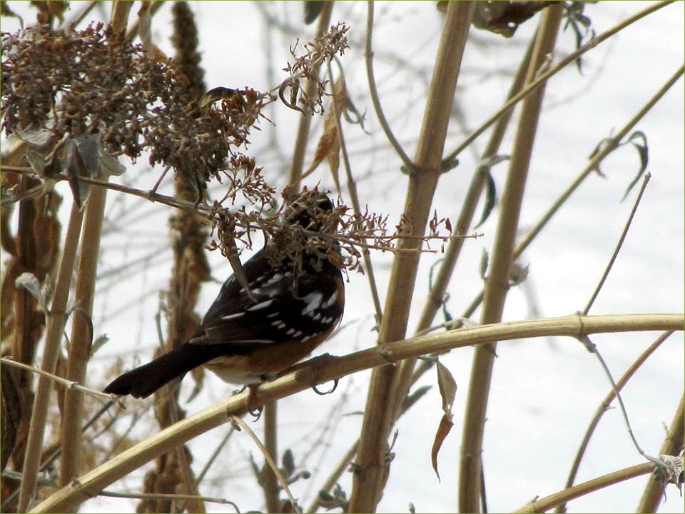 Spotted Towhee