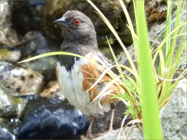 Spotted Towhee
