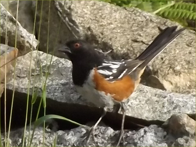 Spotted Towhee