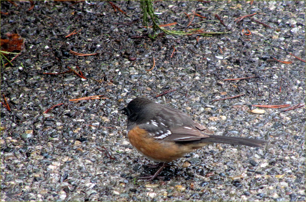 Spotted Towhee (female)