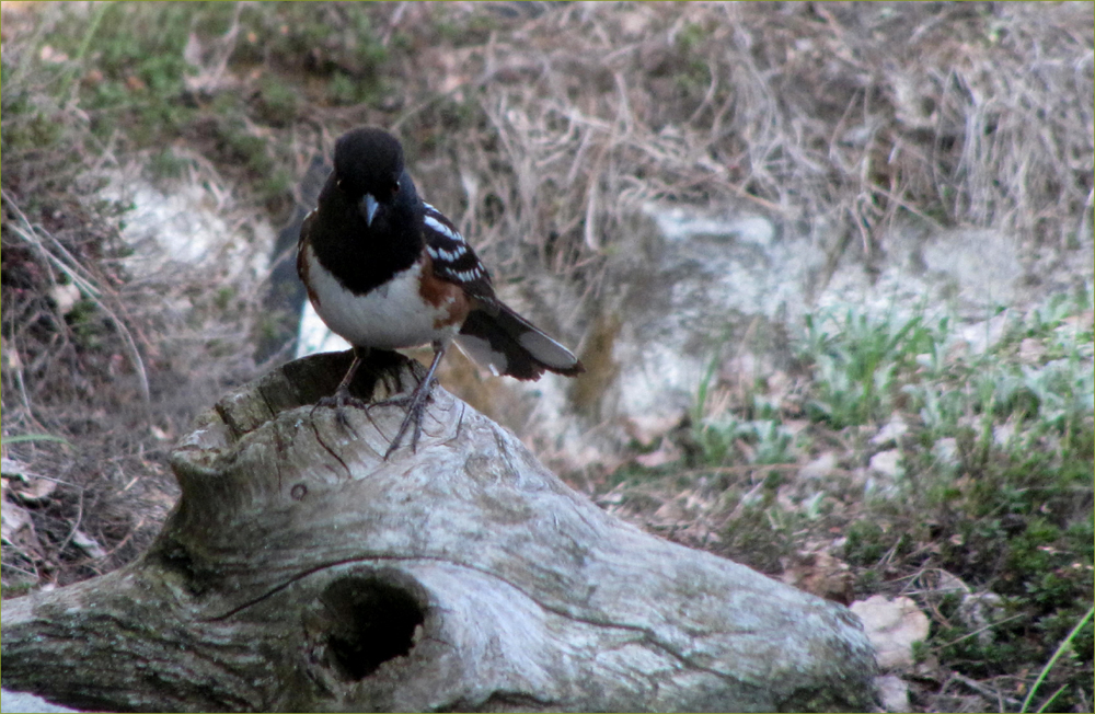 Spotted Towhee (male)