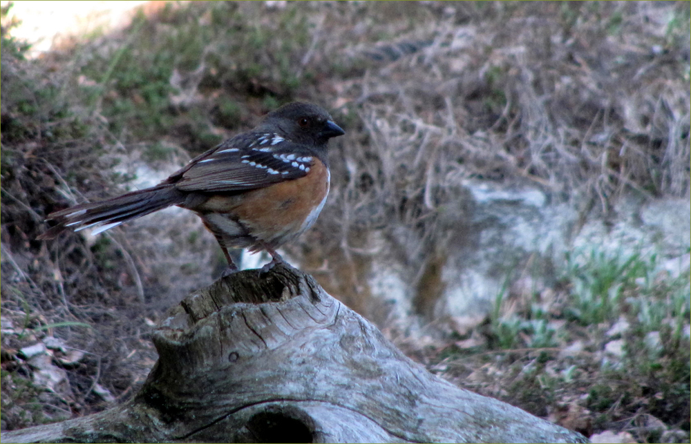 Spotted Towhee (female)