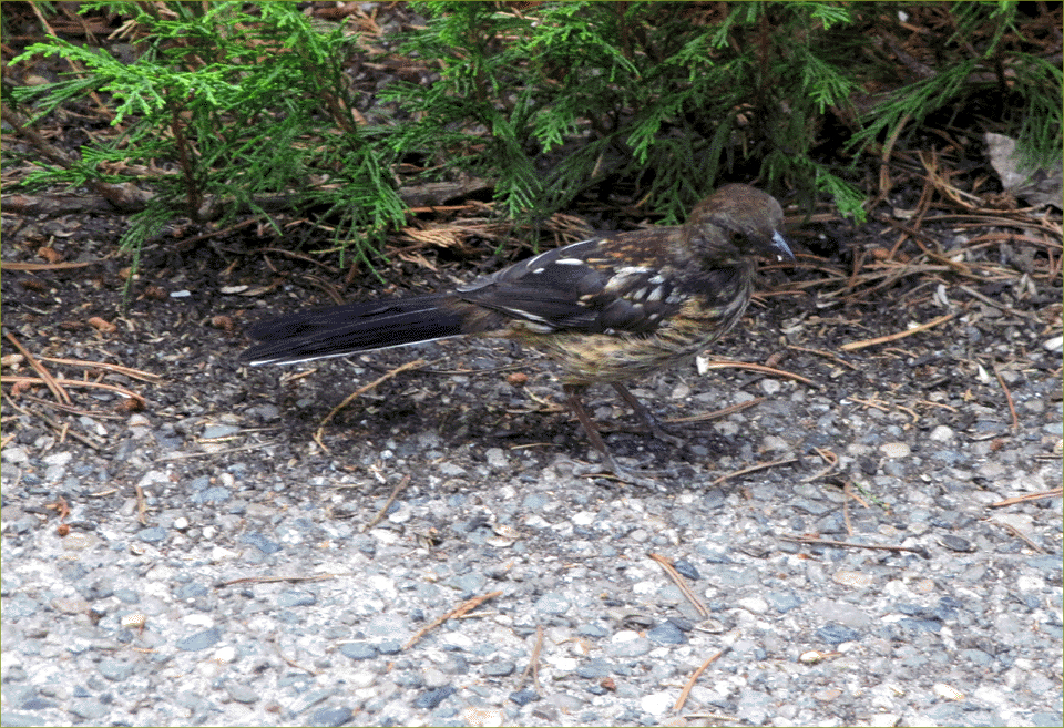 Spotted Towhee (juvenile)