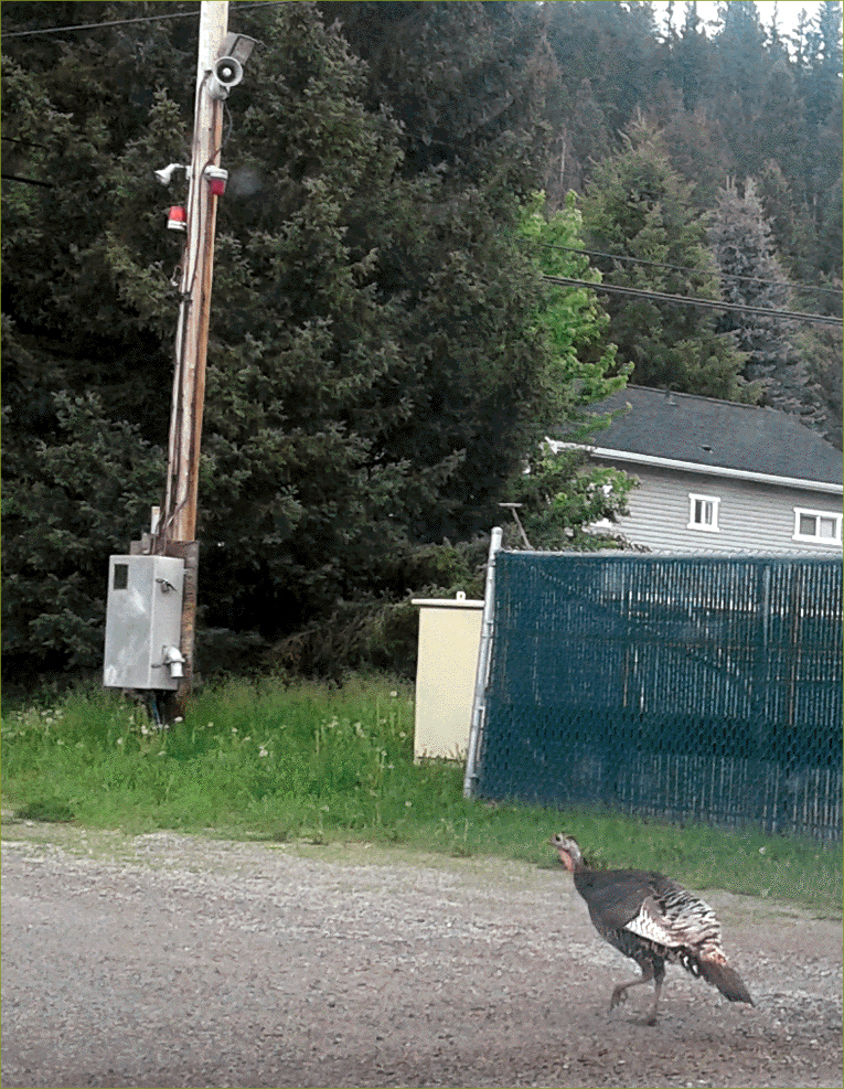 Wild Turkey