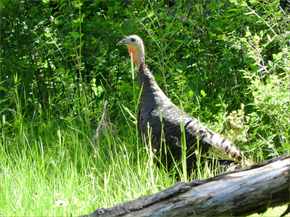 Wild Turkey (female)