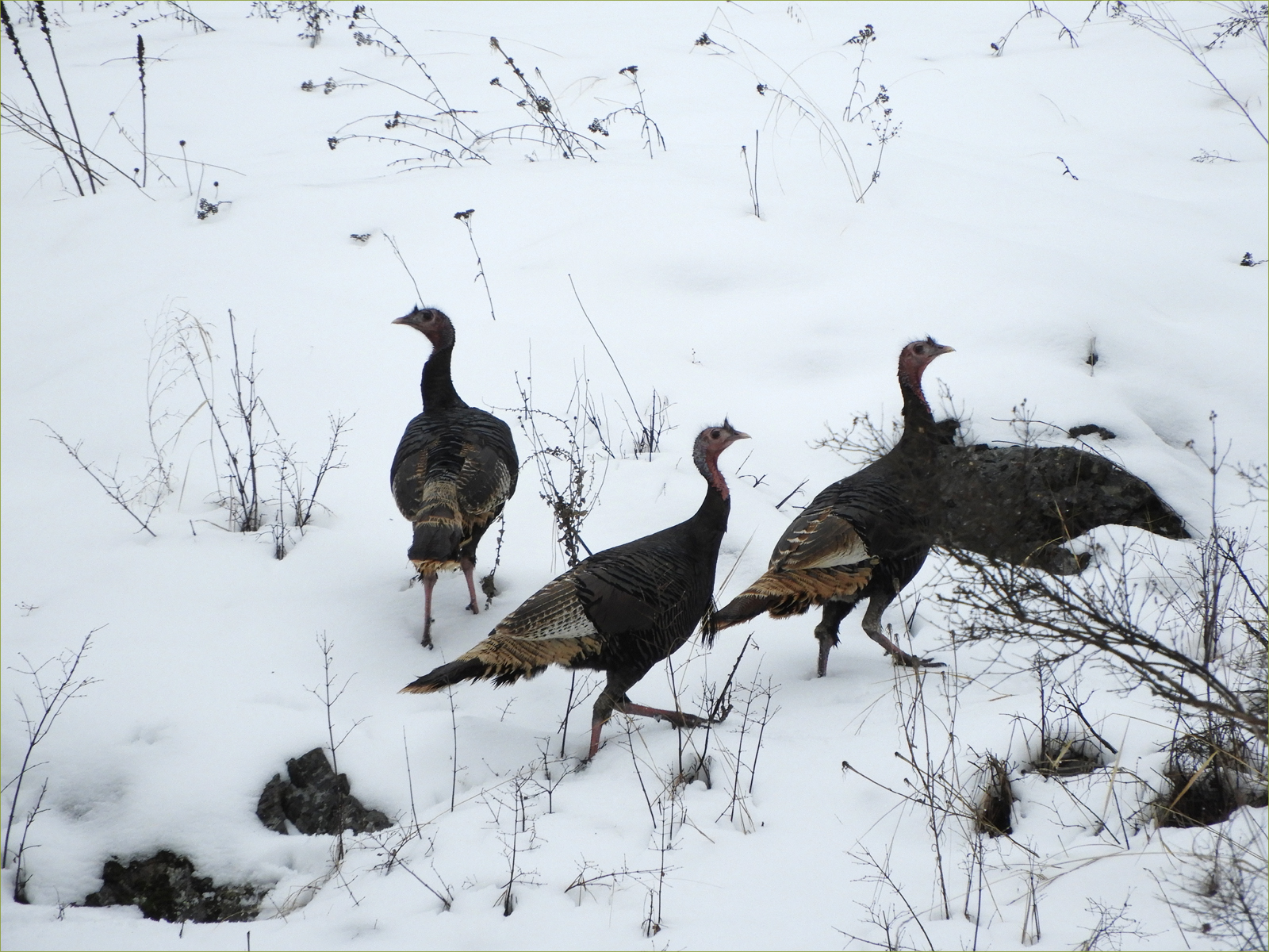 Wild Turkeys
