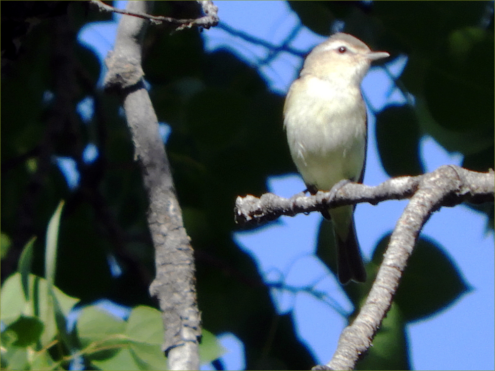 Warbling Vireo