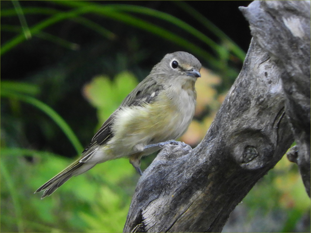 Cassin's Vireo