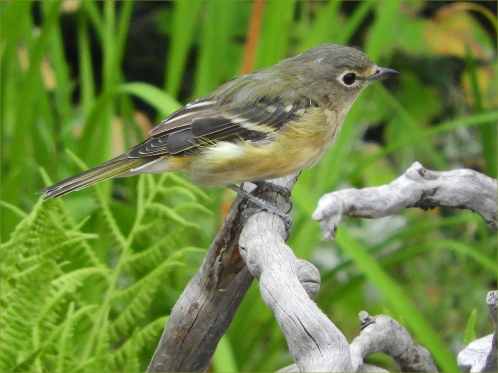 Cassin's Vireo