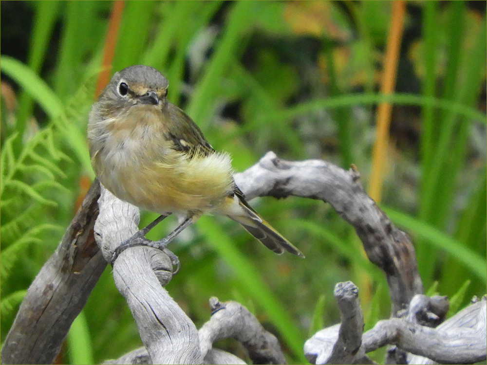 Cassin's Vireo