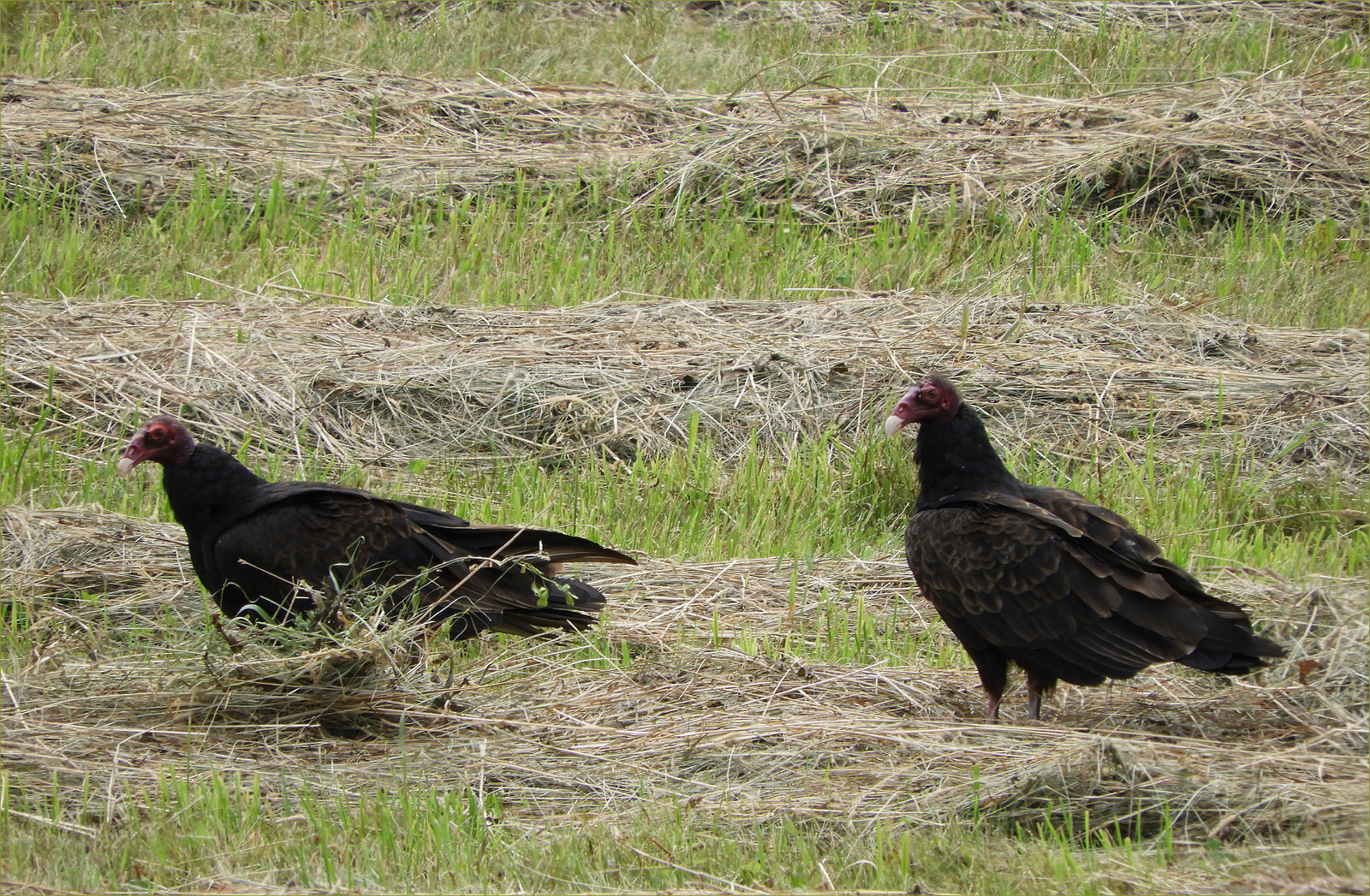 Turkey Vultures
