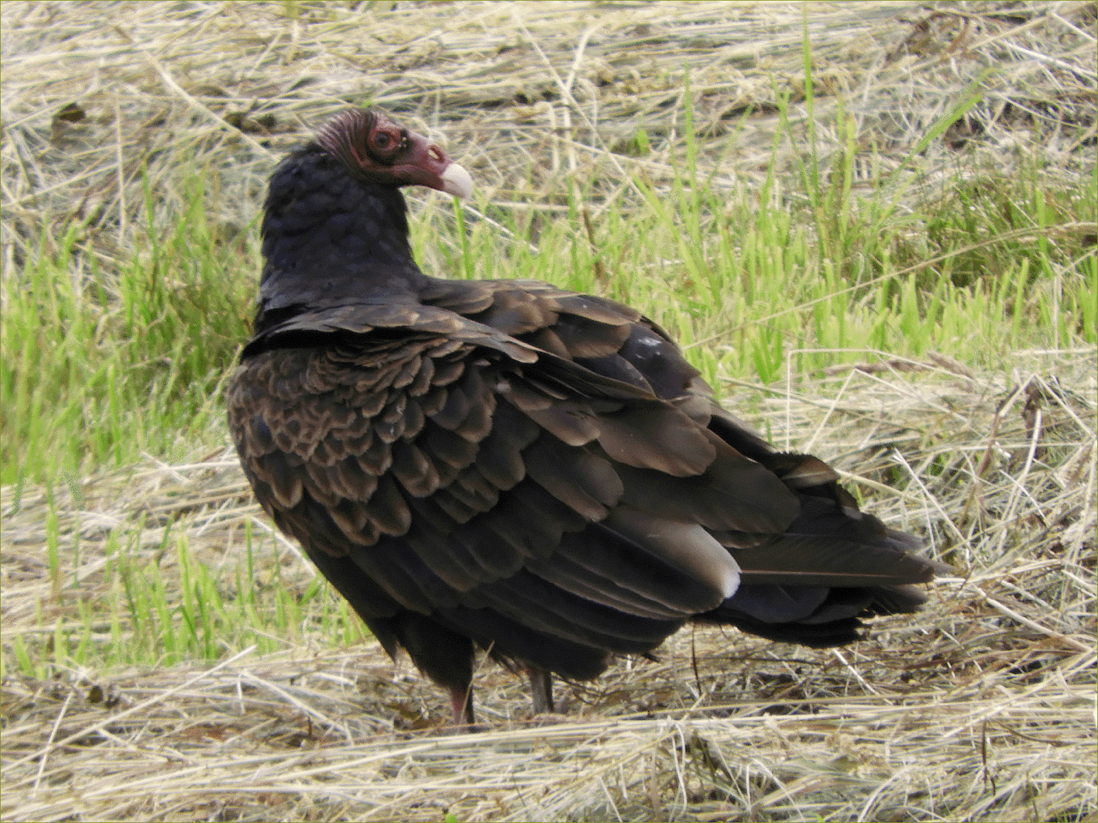Turkey Vulture