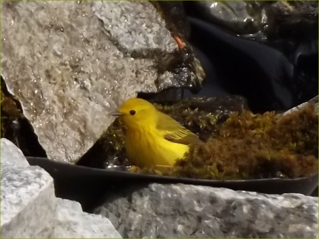 Yellow Warbler