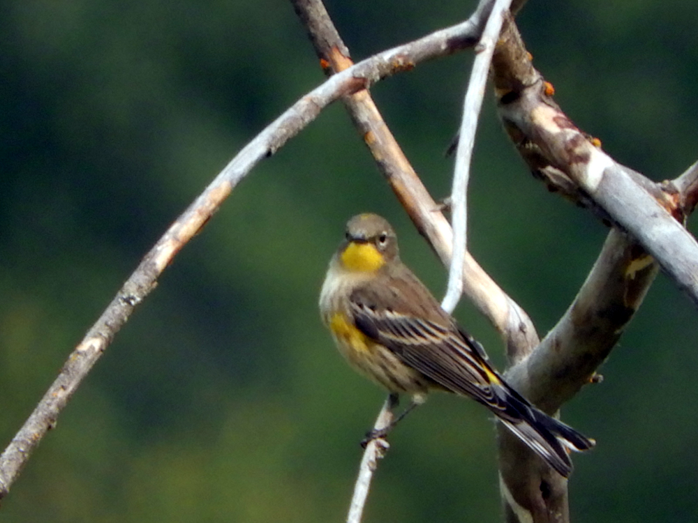 Yellow-rumped Warbler
