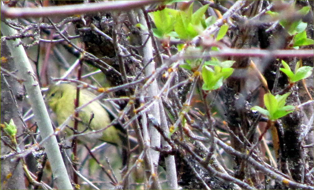Yellow Warbler (female)
