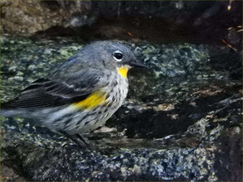 Audubon's Yellow-rumped Warbler