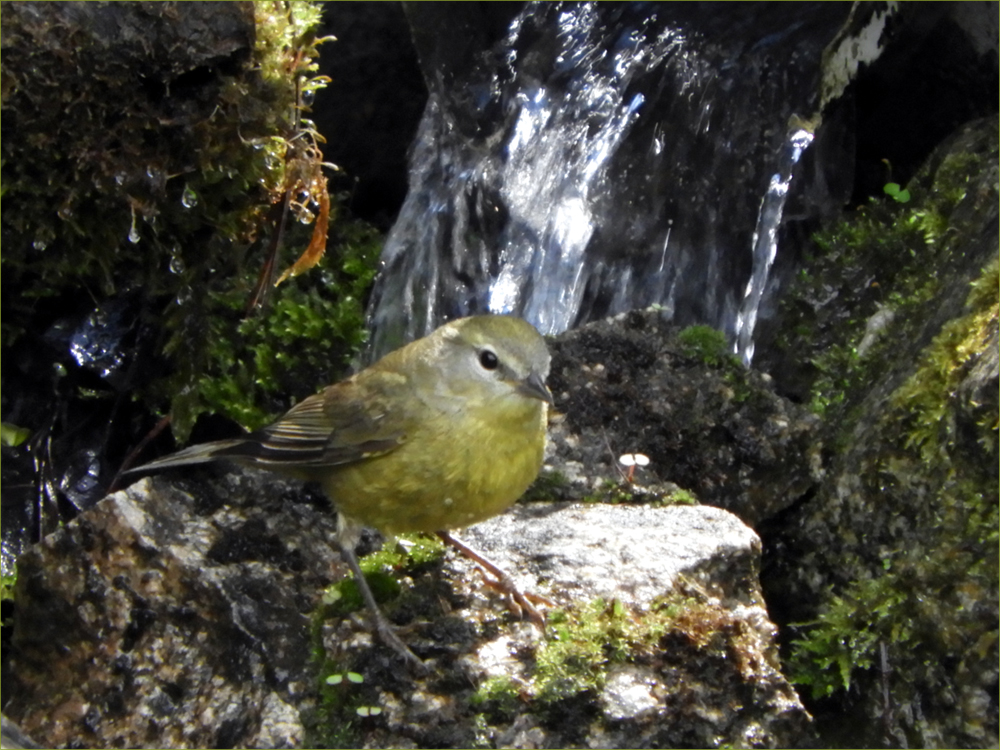 Orange-crowned Warbler