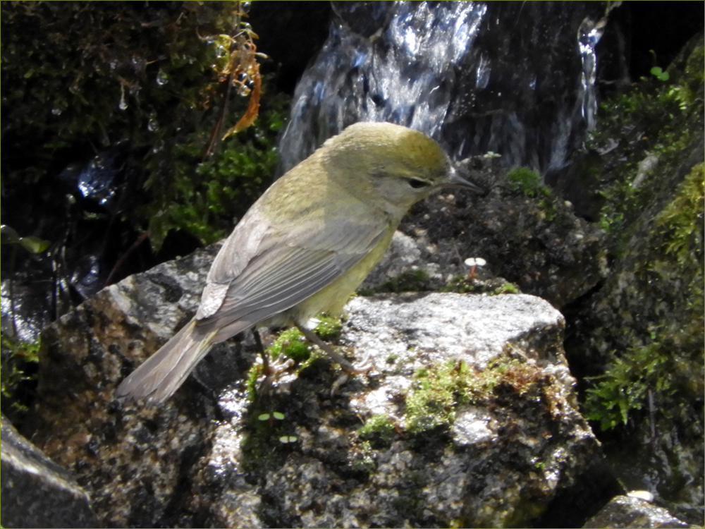 Orange-crowned Warbler