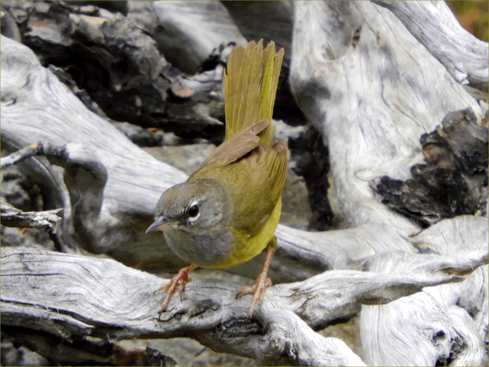 MacGillivray's Warbler