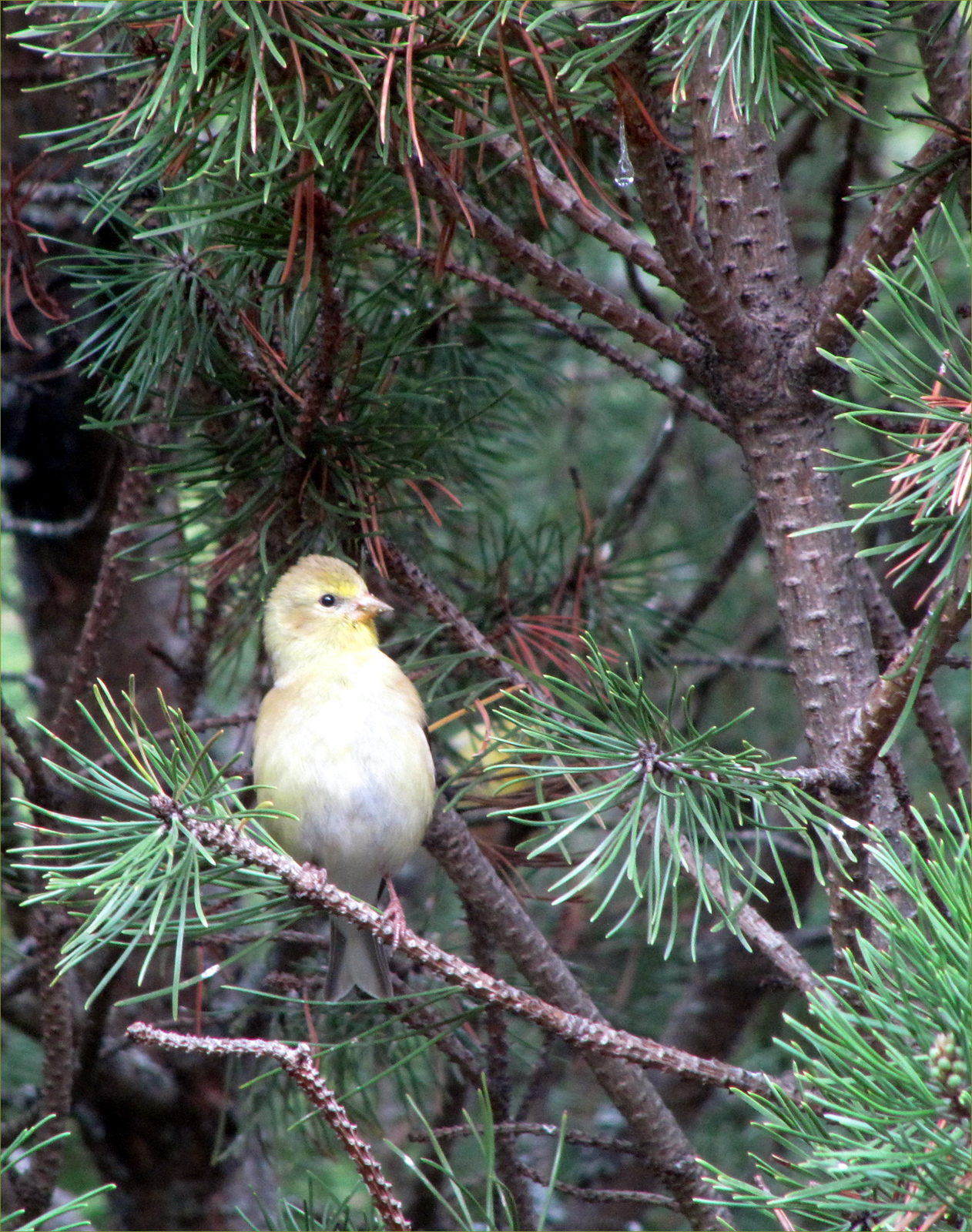 Yellow Warbler (female)