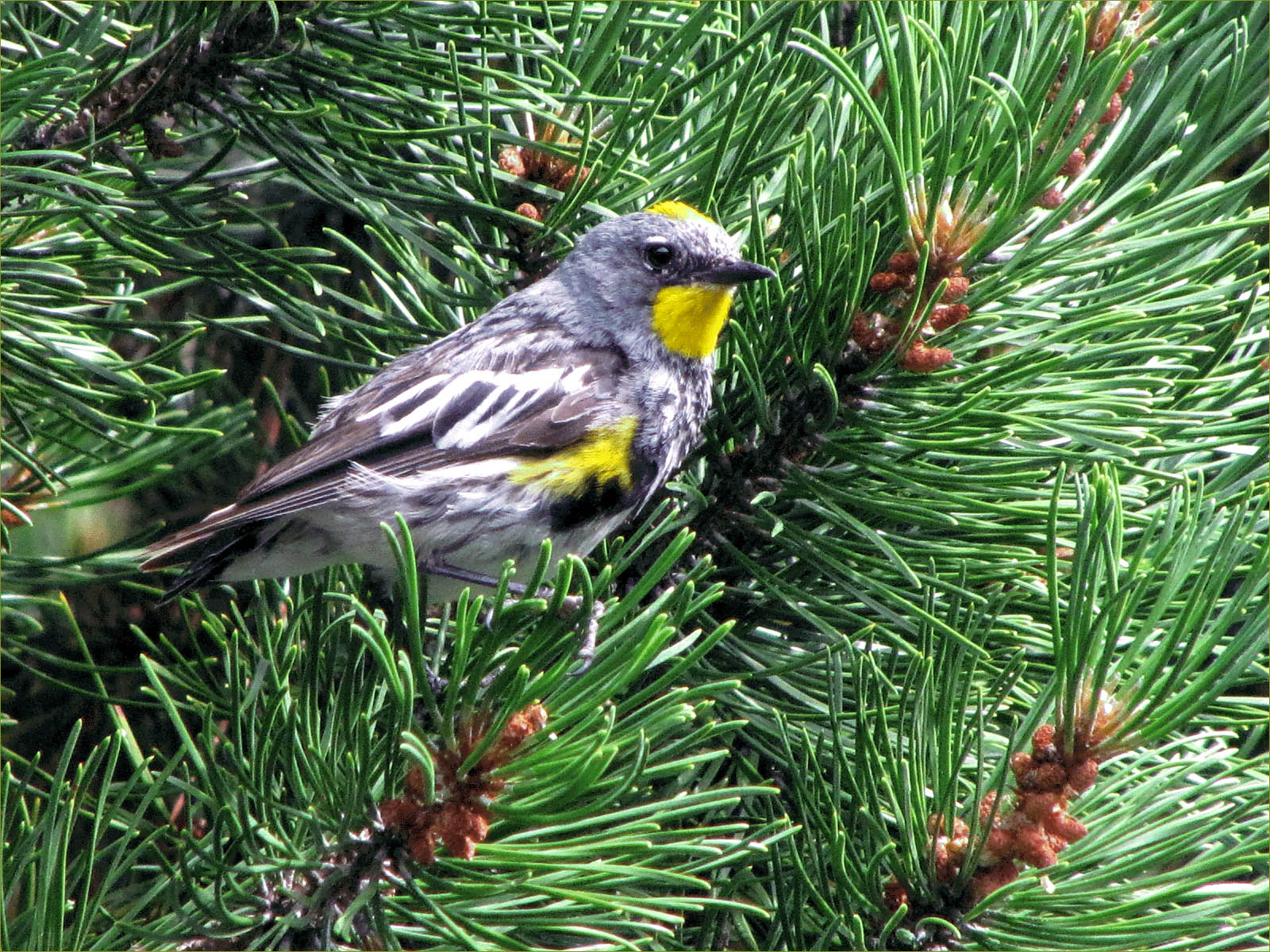 Audubon's Yellow-rumped Warbler (male)