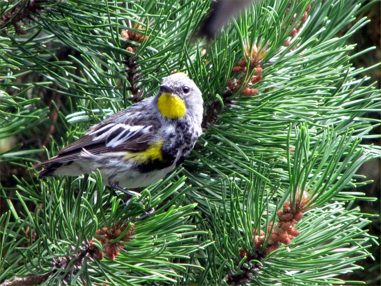 Audubon's Yellow-rumped Warbler (male)