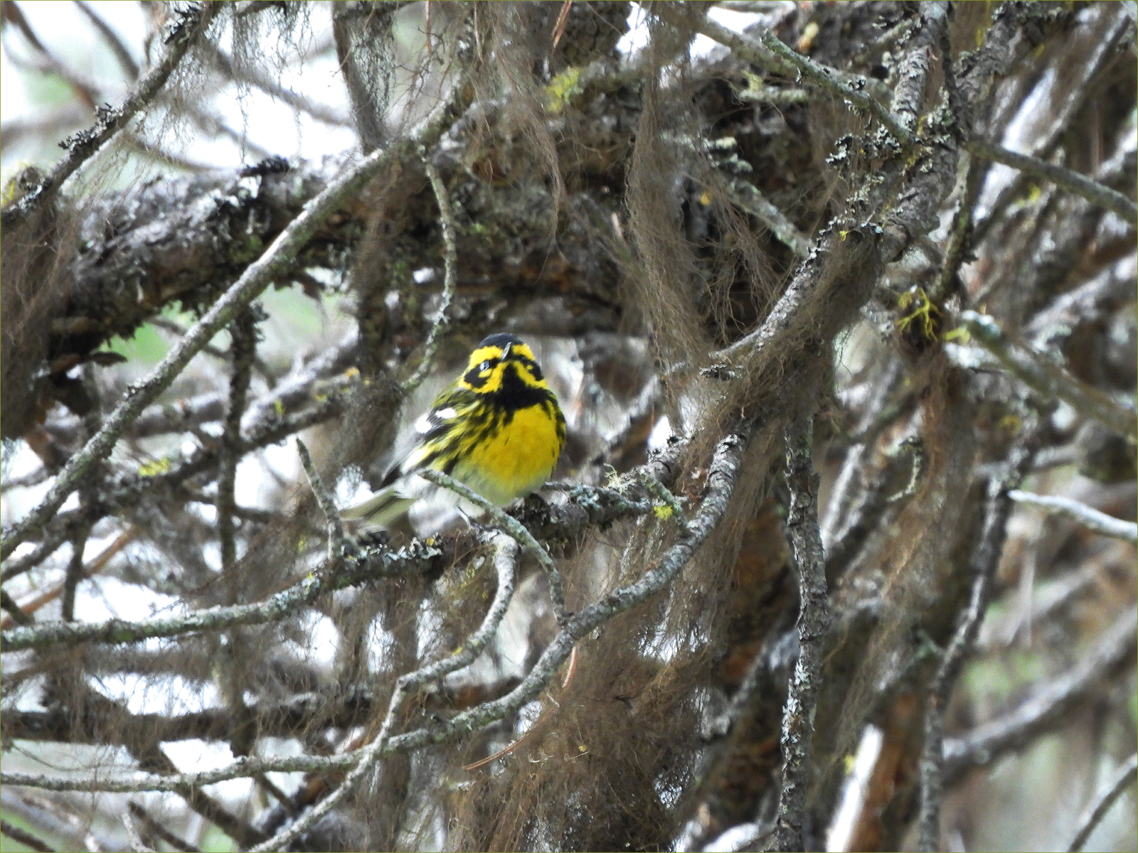 Townsend's Warbler