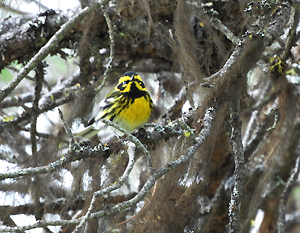 Townsend's Warbler