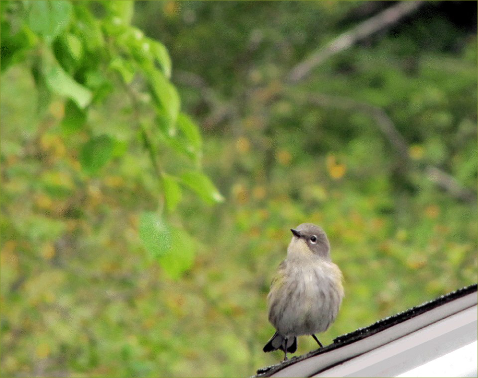 Yellow Warbler
