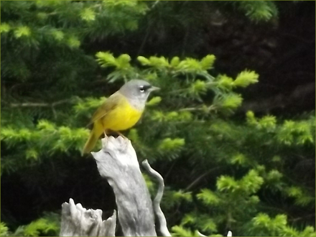 MacGillivray's Warbler