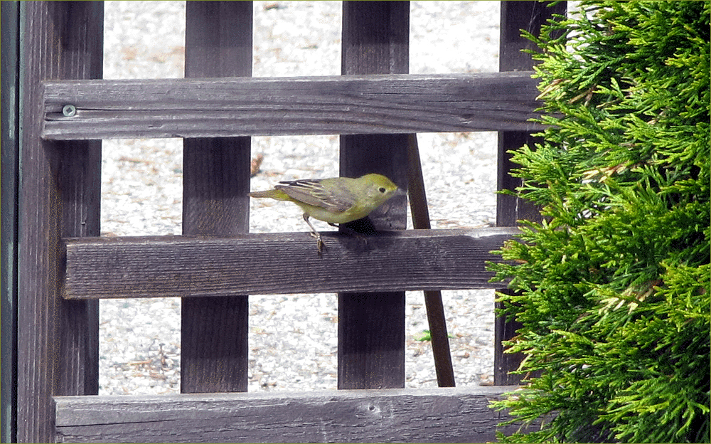 Yellow Warbler