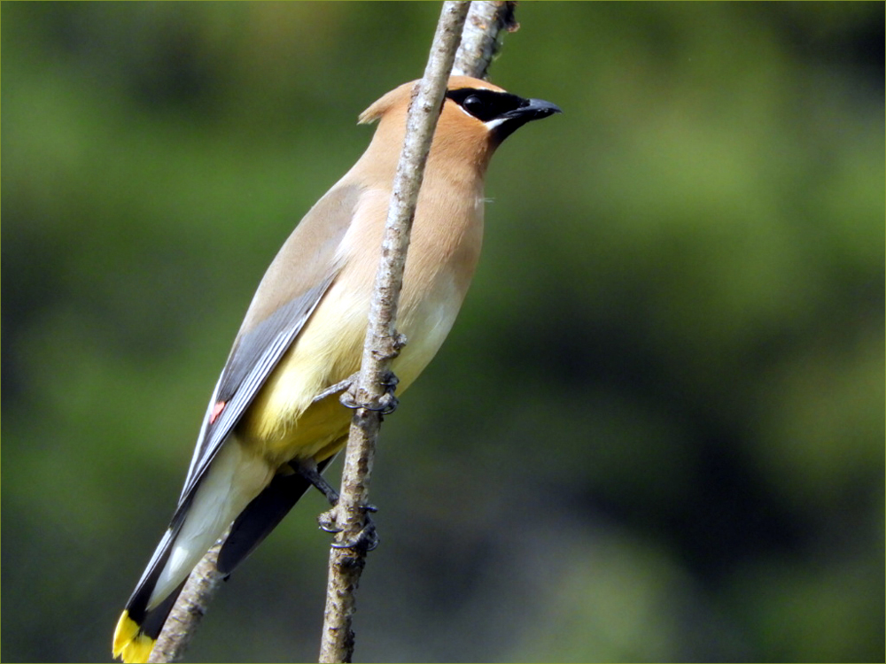 Cedar Waxwing