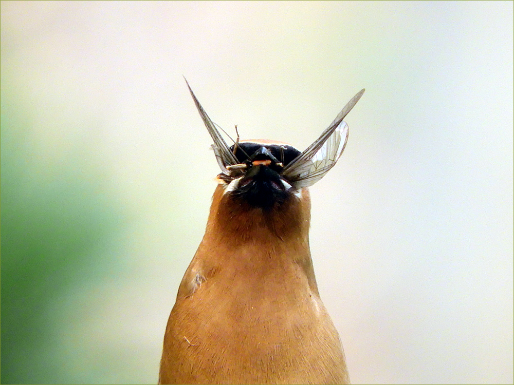 Cedar Waxwing