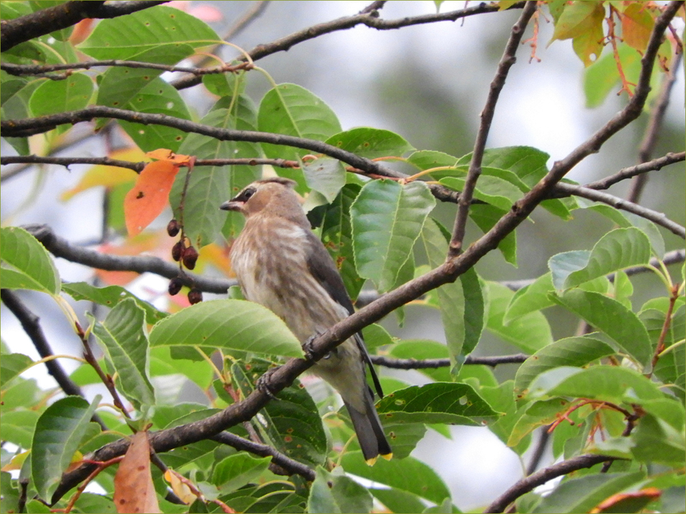 Cedar Waxwing (immature)