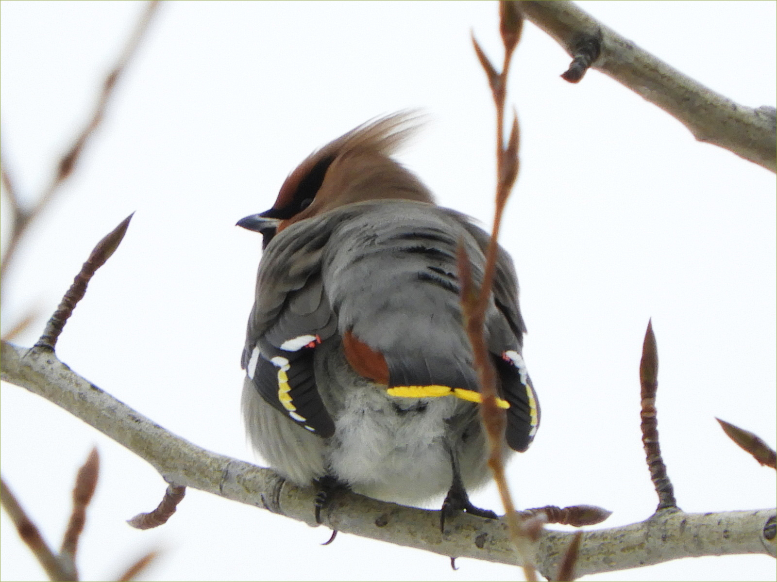 Bohemian Waxwing