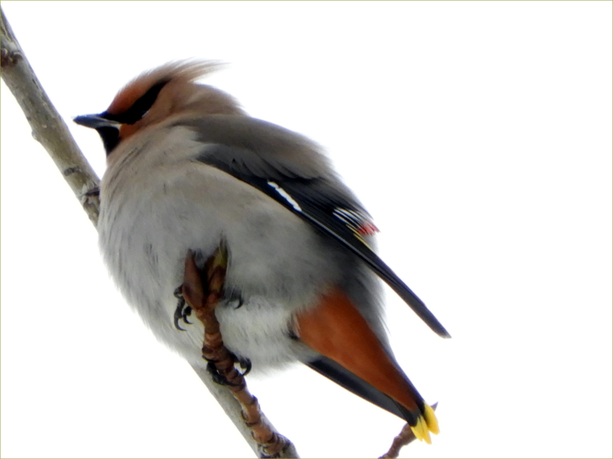 Bohemian Waxwing