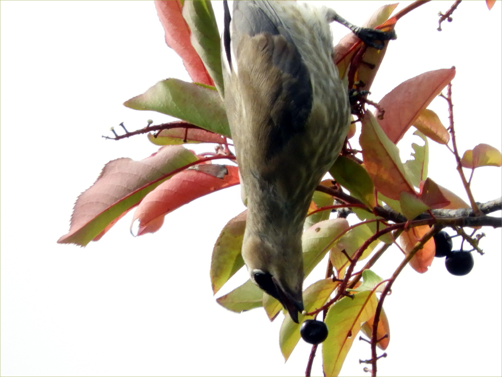 Cedar Waxwing (immature)
