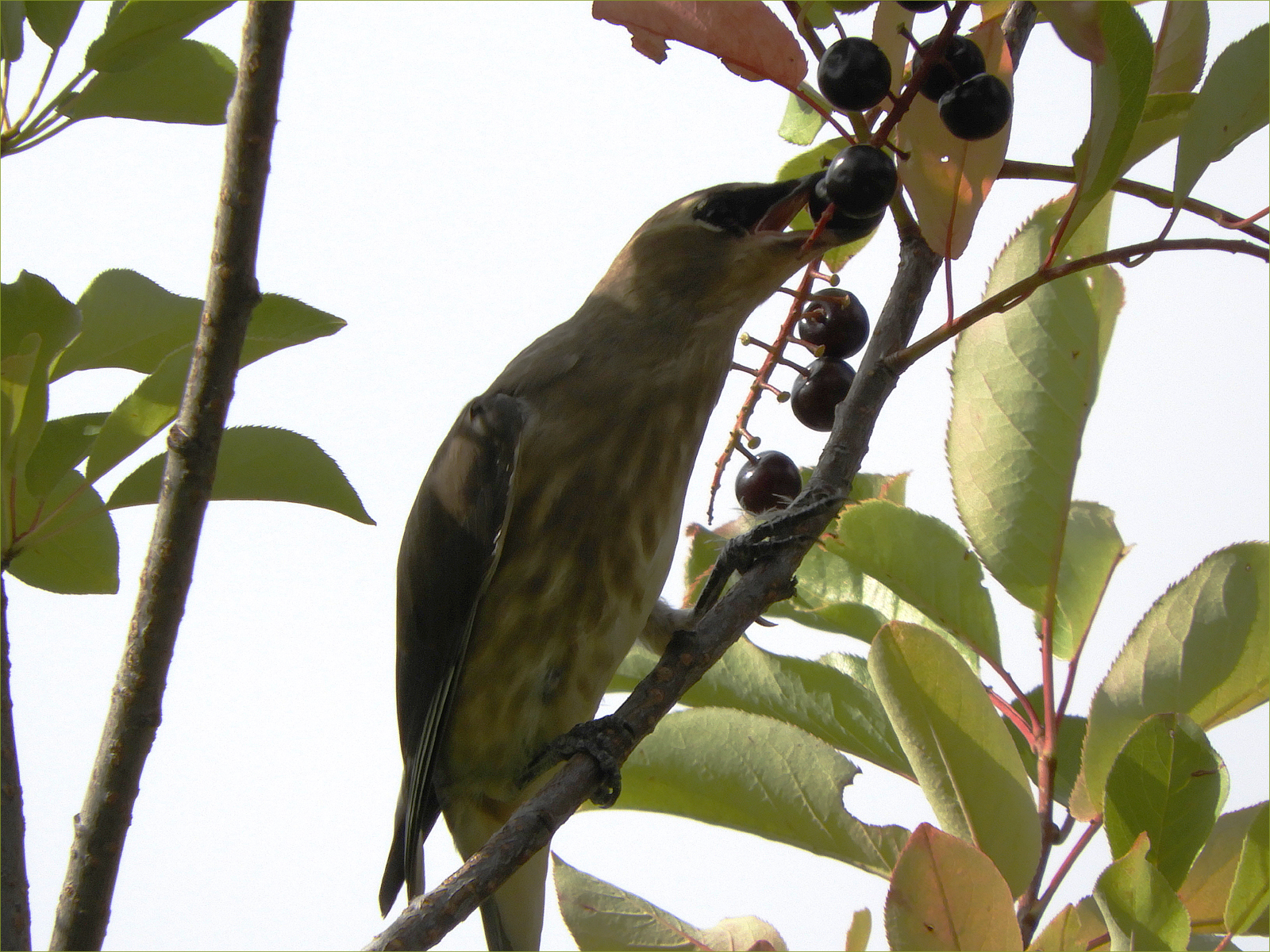 Cedar Waxwing (immature)