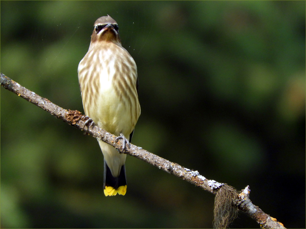Cedar Waxwing