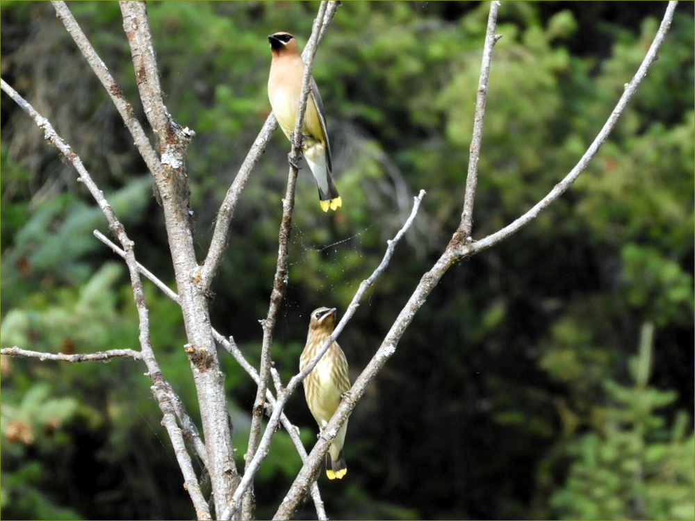 Cedar Waxwing